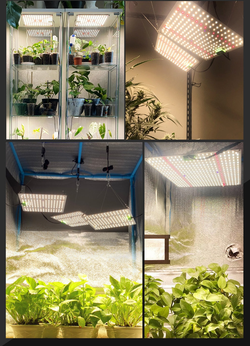 Full Spectrum LED Grow Light Sunlike Grow Lamp For Greenhouse Plant Growth Lighting Dimmable